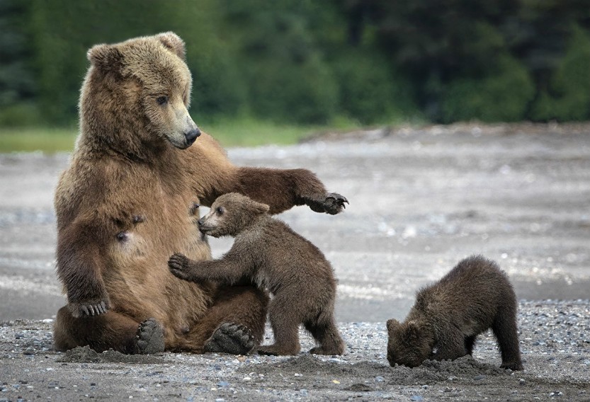 В Архангельской области насчитали 18 тысяч медведей