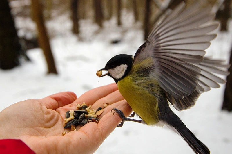 Помогите птицам пережить зиму