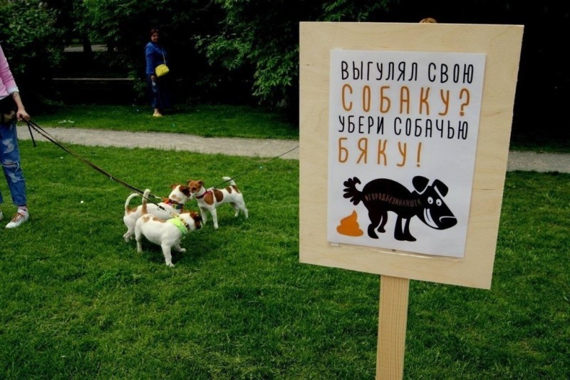 Выгуливать собак можно у мэрии Архангельска