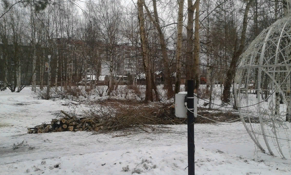 В Архангельске спилили живые деревья ради искусственной ёлки