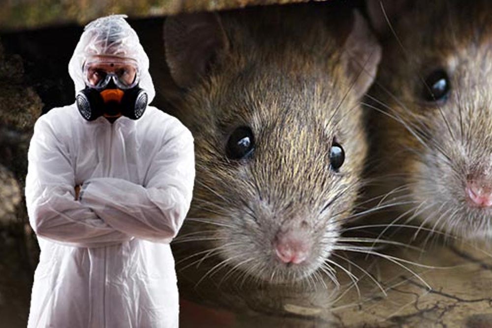 В Архангельске началась массовая травля крыс